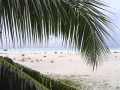 palm-beach_big