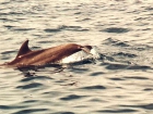 delphin2_big