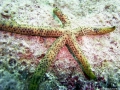 seestern2_big