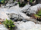 Leguan